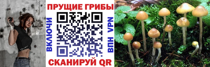 купить наркоту  Севск  Галлюциногенные грибы Magic Shrooms 